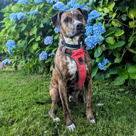 Cooper